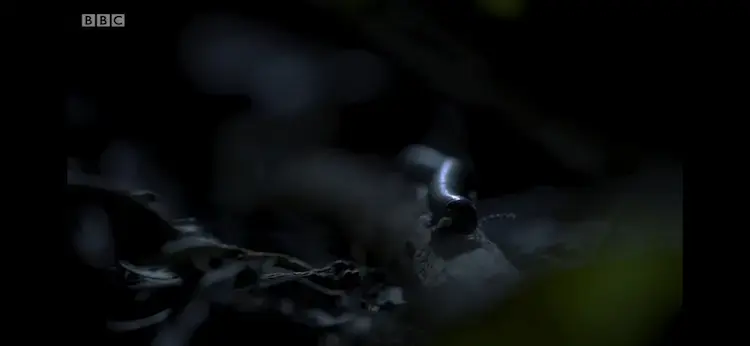 Millipede sp. () as shown in Planet Earth II - Jungles